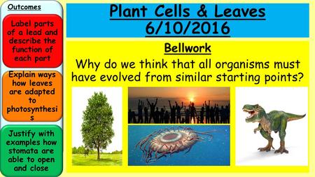 Plant Cells & Leaves 4/28/2017 Bellwork