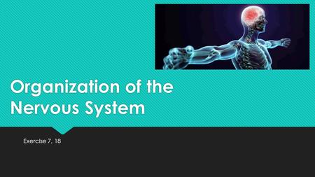 Organization of the Nervous System Exercise 7, 18.