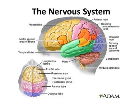 The Nervous System. 1.A bigger brain is better 2.Alcohol kills brain cells 3.Drugs destroy brain tissue 4.Humans use about 10% of their brain 5.Humans.