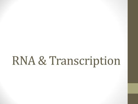 RNA & Transcription. The Big Idea Polypeptide Comparing DNARNA Sugar 5-carbon sugar DeoxyriboseRibose Bases one of four nitrogenous bases G, C, A,