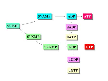 5’-IMP 5’-XMP 5’-GMP GDP GTP dGDP dGTP 5’-AMP ADP ATP dADP dATP.