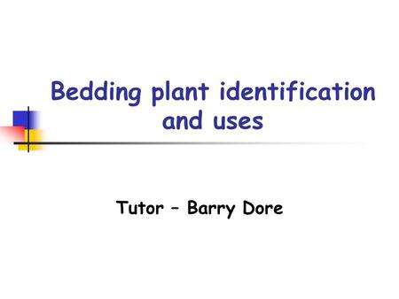 Bedding plant identification and uses Tutor – Barry Dore.