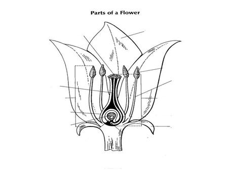 Petal Attracts insects and birds to the plant. Stalk Brings nutrients from the soil to the flower. Holds up the flower.