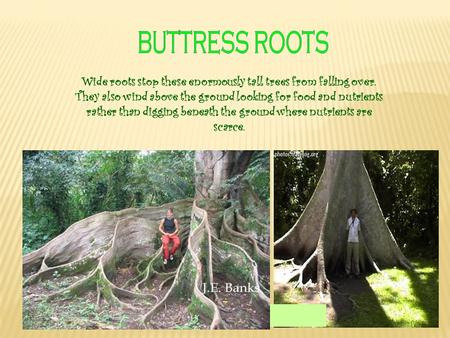 Wide roots stop these enormously tall trees from falling over. They also wind above the ground looking for food and nutrients rather than digging beneath.