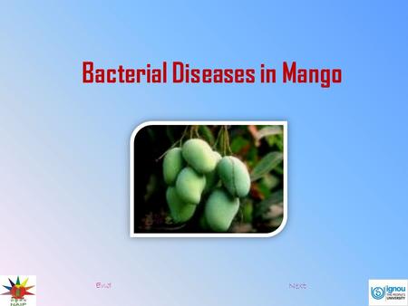 Bacterial Diseases in Mango End Next.  There are two bacterial diseases in banana:  Pseudomonas Wilt  Erwinia Rot Pseudomonas wilt Symptoms:  This.