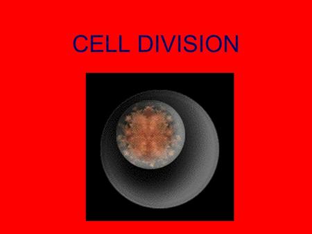 CELL DIVISION. CELL SIZE Why cells are small –Surface area must be greater than volume. –Why? To take in sufficient nutrients and oxygen to maintain life.