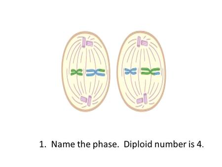 1. Name the phase. Diploid number is 4.. Metaphase II.