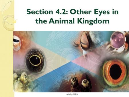 Section 4.2: Other Eyes in the Animal Kingdom (Wesley, 2001)