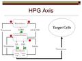 HPG Axis Target Cells - - Testosterone GnRH LH & FSH LH FSH