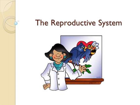 The Reproductive System. Male Reproductive System.