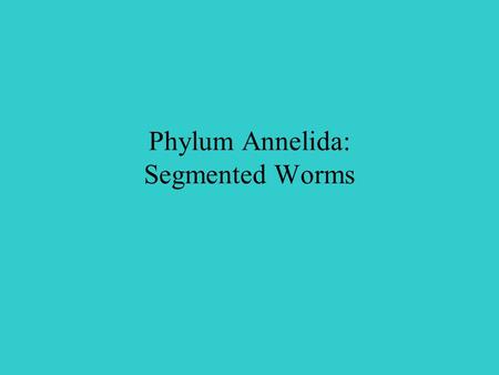 Phylum Annelida: Segmented Worms. Section 27.2 Summary – pages 728-733 Segmented worms are classified in the phylum Annelida. They include leeches and.