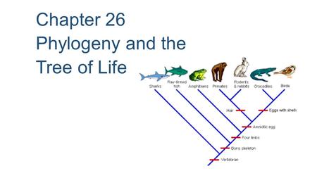 Chapter 26 Phylogeny and the Tree of Life