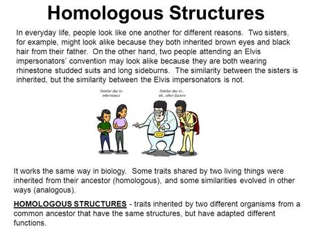 Homologous Structures