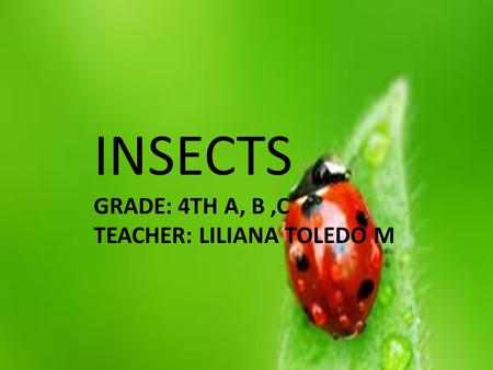 INSECTS GRADE: 4TH A, B,C TEACHER: LILIANA TOLEDO M.