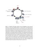 Figure 1.1. Temporal CDK activity controls cell cycle progression. Mitogen-dependent expression of D-type cyclins facilitates activation of G1-phase CDK4/6.