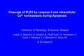 Cleavage of IP 3 R1 by caspase-3 and intracellular Ca 2+ homeostasis during Apoptosis Laboratory of Physiology, KULeuven, Belgium Assefa Z, Bultynck G,