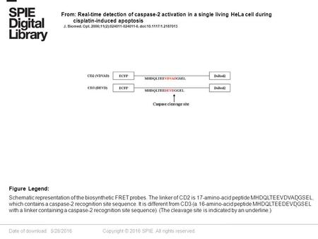 Date of download: 5/28/2016 Copyright © 2016 SPIE. All rights reserved. Schematic representation of the biosynthetic FRET probes. The linker of CD2 is.