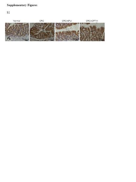 Supplementary Figures NormalCRC CRC+5FU CRC+CPT11 100µm S1.