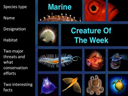 Species type Name Designation Habitat Two major threats and what conservation efforts Two interesting facts.