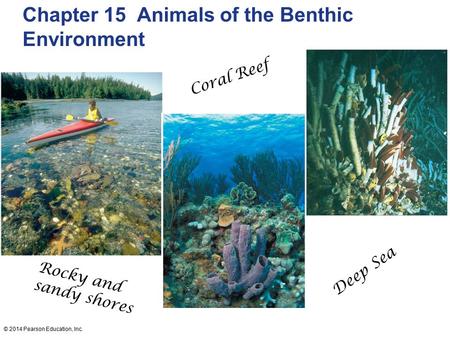 © 2014 Pearson Education, Inc. Chapter 15 Animals of the Benthic Environment Rocky and sandy shores Coral Reef Deep Sea.