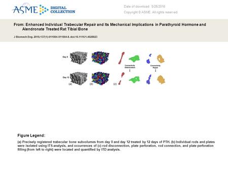 Date of download: 5/28/2016 Copyright © ASME. All rights reserved. From: Enhanced Individual Trabecular Repair and Its Mechanical Implications in Parathyroid.