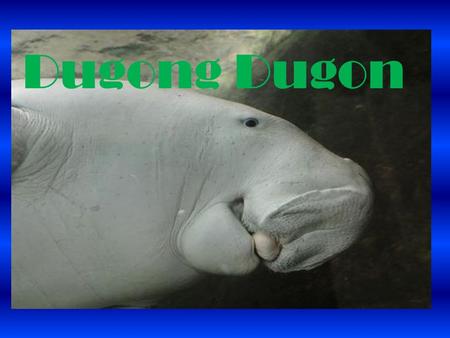 Dugong Dugon. *Pregnant for 13-14 months *Give Birth to one calf every 3-5 years.