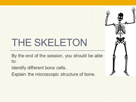 THE SKELETON By the end of the session, you should be able to: Identify different bone cells. Explain the microscopic structure of bone.