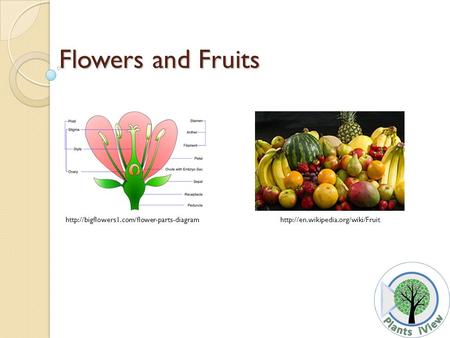 Flowers and Fruits