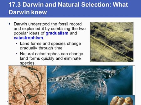 17.3 Darwin and Natural Selection: What Darwin knew  Darwin understood the fossil record and explained it by combining the two popular ideas of gradualism.