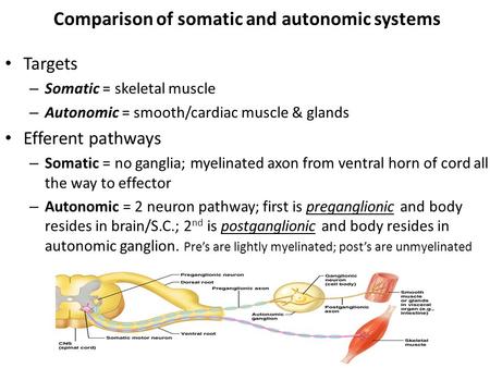 Comparison of somatic and autonomic systems Targets – Somatic = skeletal muscle – Autonomic = smooth/cardiac muscle & glands Efferent pathways – Somatic.