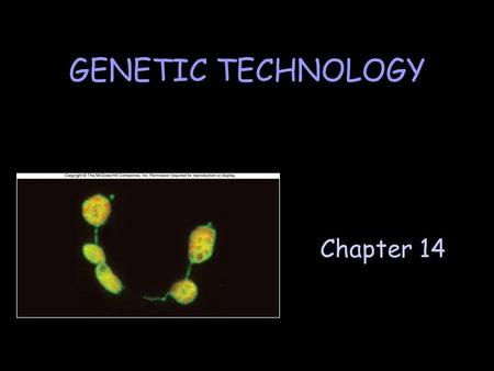 Chapter 14 GENETIC TECHNOLOGY. A. Manipulation and Modification of DNA 1. Restriction Enzymes Recognize specific sequences of DNA (usually palindromes)