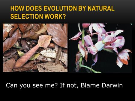 HOW DOES EVOLUTION BY NATURAL SELECTION WORK? Can you see me? If not, Blame Darwin.