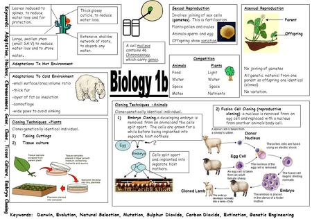 Cloning Techniques -Animals Clone=genetically identical individual. Adaptations To Hot Environment A cell nucleus contains 46 Chromosomes, which carry.