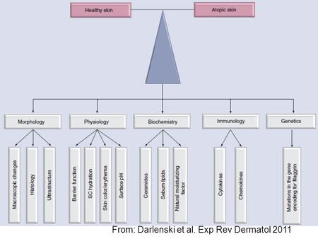 From: Darlenski et al. Exp Rev Dermatol 2011. Genetic background Epidermal barrier impairment Environmental factors Immunologic disturbances Bieber T.