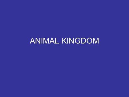 ANIMAL KINGDOM. ANIMAL CHARACTERISTICS 1) Heterotrophic 2) Eukaryotic 3) Multicellular 4) lack cell walls 5) organized by body plan 6) invertebrates (95%)and.