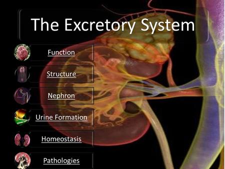 The Excretory System Function Structure Nephron Urine Formation Homeostasis Pathologies.