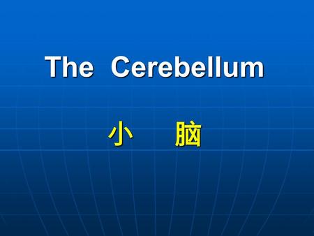 The Cerebellum 小 脑 The Cerebellum 小 脑. lies above and behind the medulla oblongata and pons; occupies posterior cranial fossa Cerebellum Position: