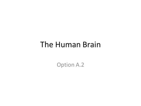 The Human Brain Option A.2. The anterior part of the neural tube expands to form the brain. Define cephalization- a. The development of the head region.