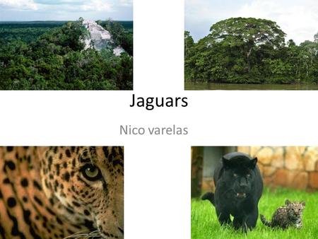 Jaguars Nico varelas. jaguar Of all the big cats in the wild jaguars remain the least studied by scientists. This is mainly because they are very shy.