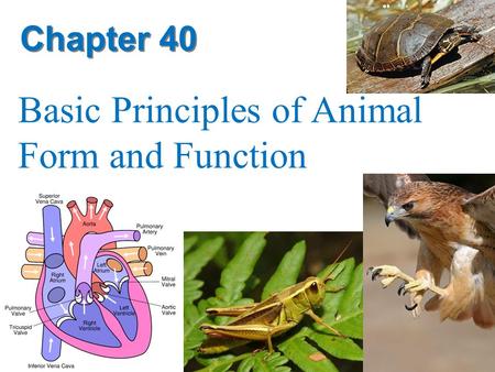 Chapter 40 Basic Principles of Animal Form and Function.