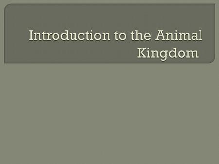  Heterotrophs  Kingdom animalia  Multicellular  Eukaryotic  Cells lack cell walls.