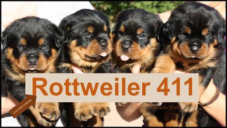 Rottweiler 411 CLICK HERE TO BEGIN! Amanda Wells.