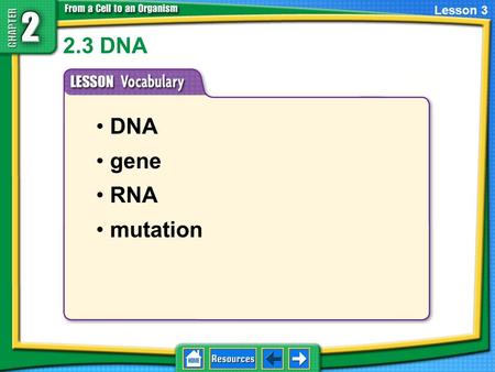 2.3 DNA DNA gene RNA mutation Lesson 3. What is DNA? Stands for deoxyribonucleic acid 2.1 The Cell Cycle and Cell Division Genetic material in the nucleus.