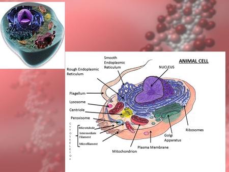 1. RNA (RIBONUCLEIC ACID) Nucleic acid involved in the synthesis of proteins.