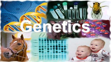 Genetics. Cell DNA is found in the nucleus! DNA Deoxyribonucleic Acid.