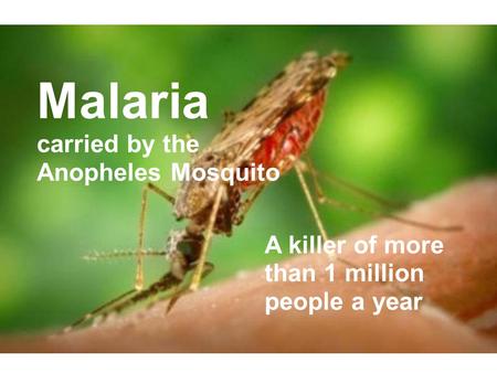 Malaria carried by the Anopheles Mosquito