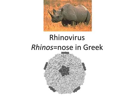 Rhinovirus Rhinos=nose in Greek. What is the Rhinovirus?  Family of Picornoviridea  110 distinct rhinovirus types have been identified.  Responsible.