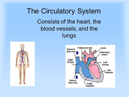 The Circulatory System Consists of the heart, the blood vessels, and the lungs.