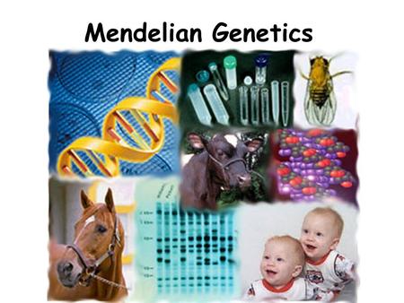 Mendelian Genetics.