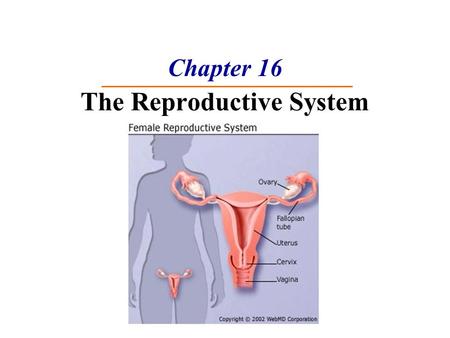 Chapter 16 The Reproductive System